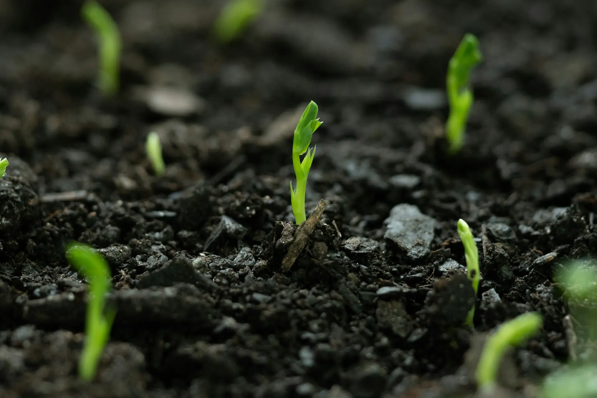 A close up of small green plants growing in dirt