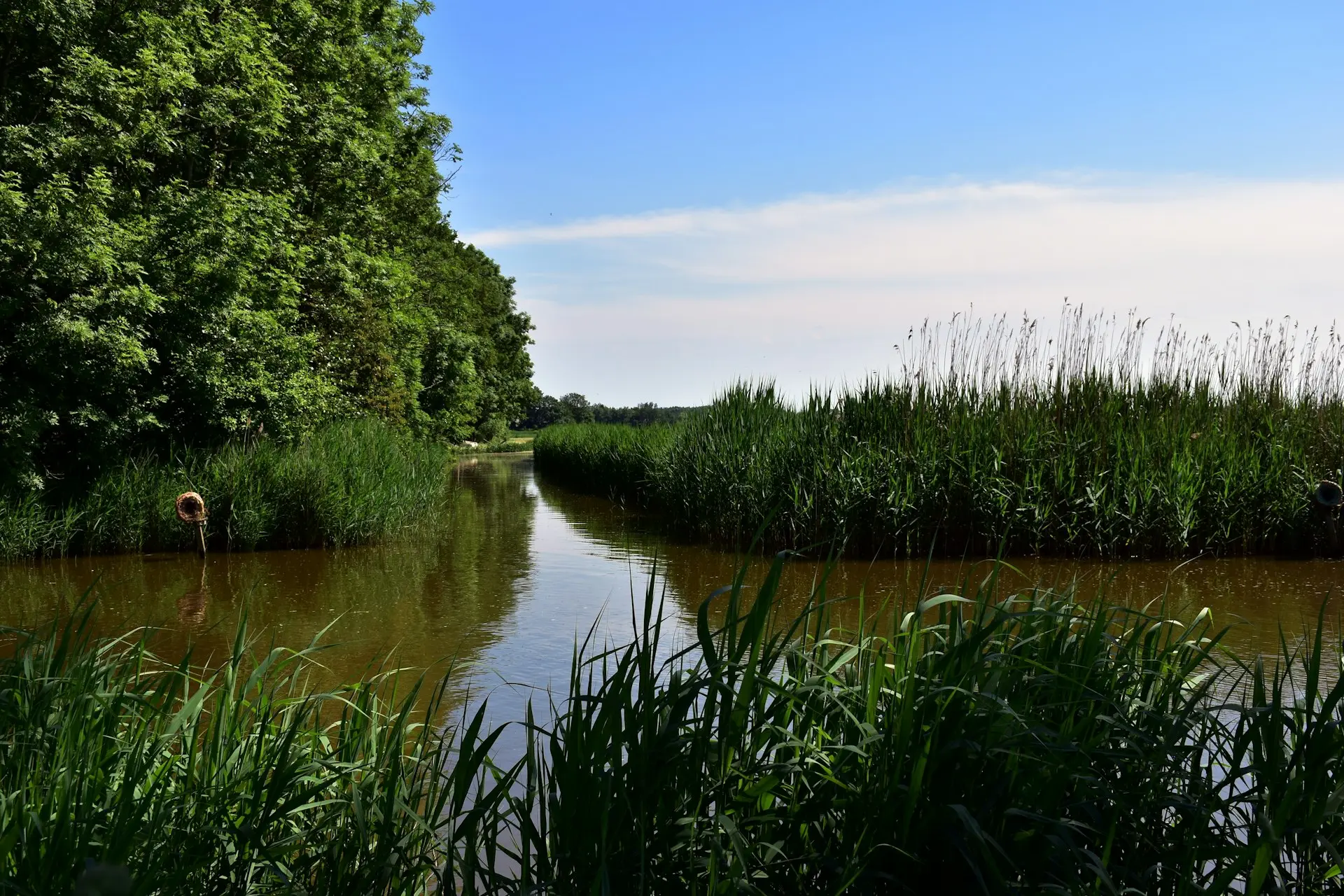 A river flows through the lush green vegetation.